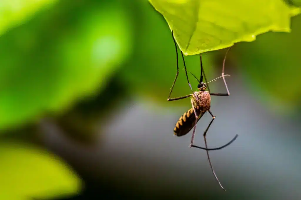 Mosquito - virus del Nilo - apudacta.com