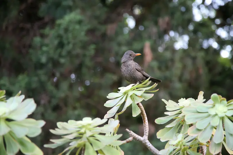 Árbol y pájaro en Valencia - DANA - apudacta.com